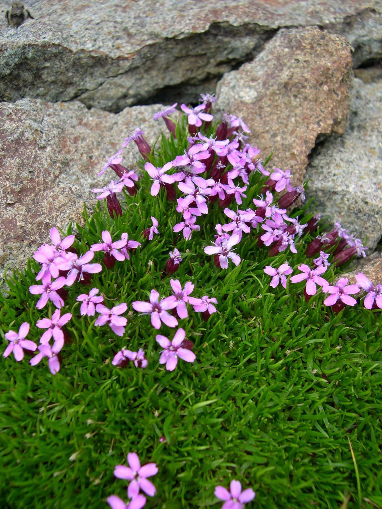 Moss campion